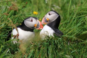 Puffins Faraid Head, Puffins