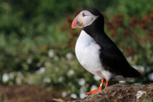 Stroma Puffin Stroma, Puffin