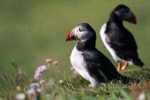 Puffins Pentland Skerries, Puffins
