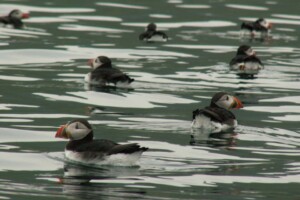 Puffins Puffins