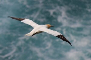 Gannet Noup Head, Gannet