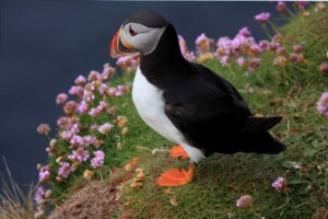 Puffin at 'The Altar' South Ronaldsay, The Altar, Puffin