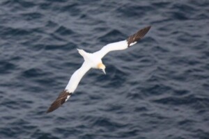 Gannet Muckle Flugga, Gannet