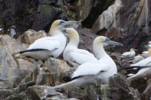 Gannet Isle of Noss, Gannets